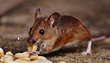 24 Hour & Emergency Exterminators in Amherst, OH